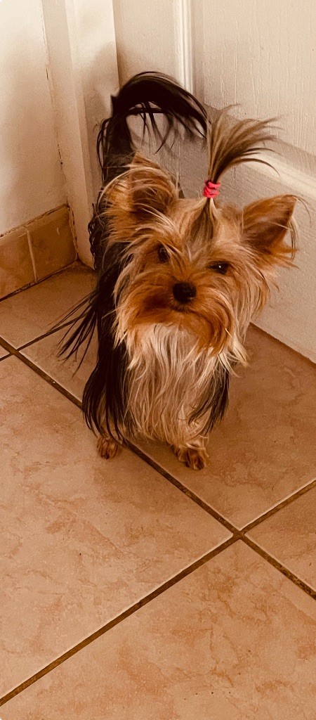 Venus forever de la vierge d'oree