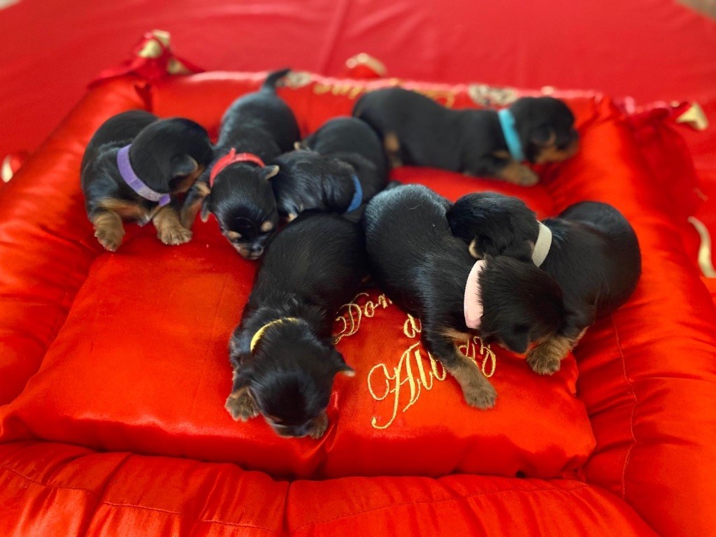 NAISSANCE A L'ELEVAGE DU DOMAINE DES ALBIZZIAS