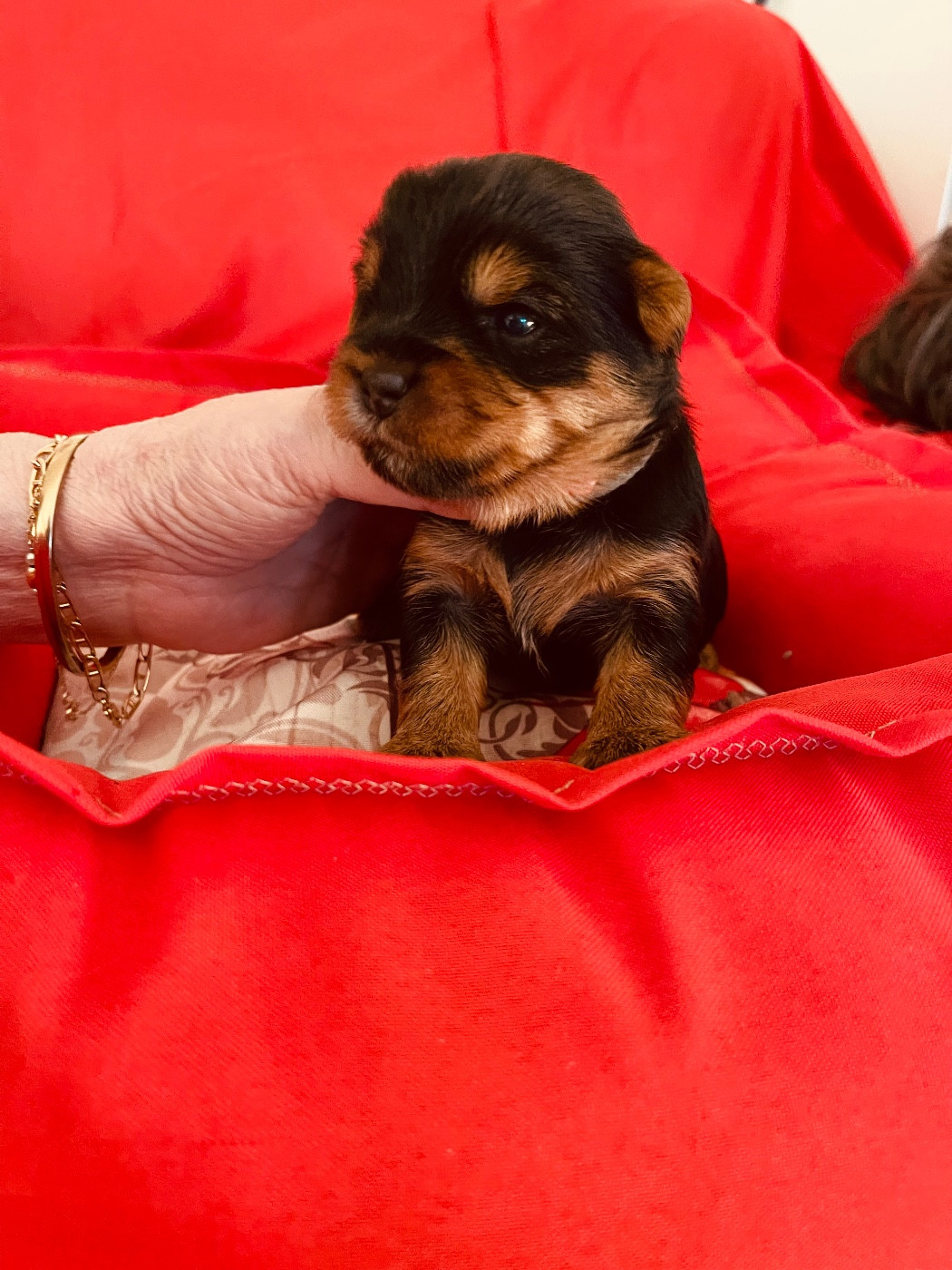 du Domaine Des Albizzias - Chiots disponibles - Yorkshire Terrier