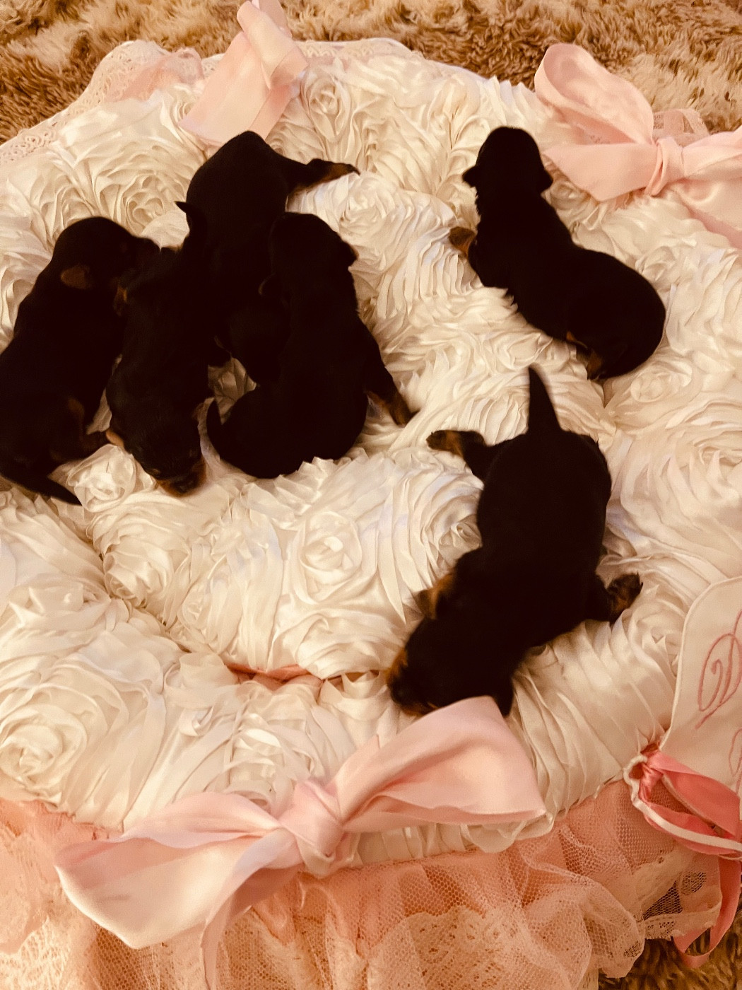 du Domaine Des Albizzias - Yorkshire Terrier - Portée née le 10/11/2025