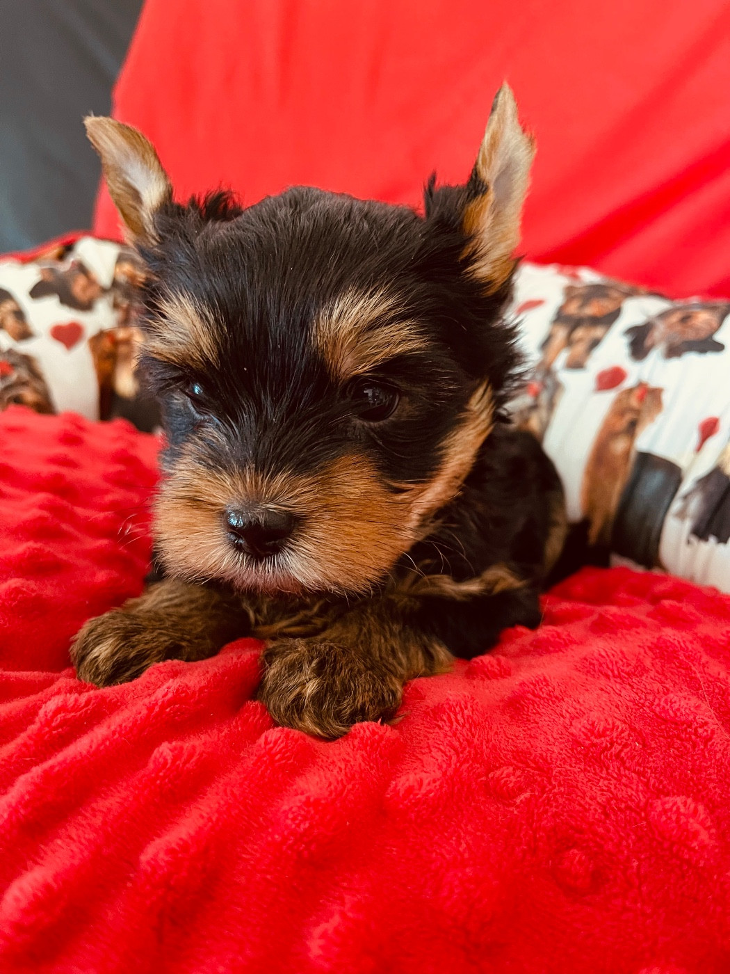 du Domaine Des Albizzias - Chiots disponibles - Yorkshire Terrier