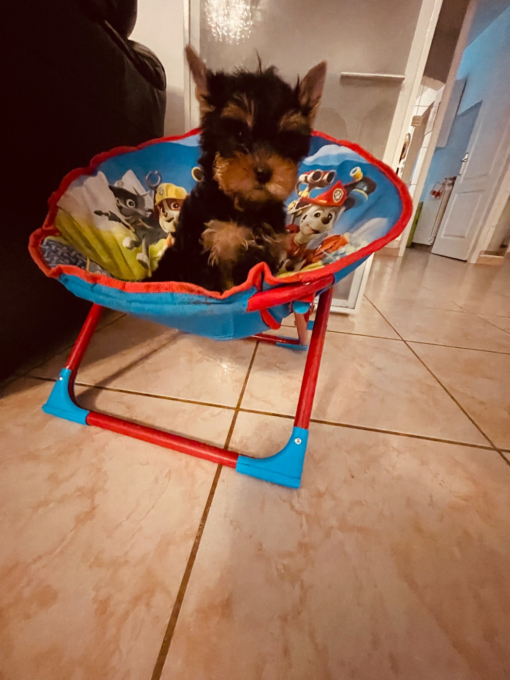 du Domaine Des Albizzias - Chiots disponibles - Yorkshire Terrier