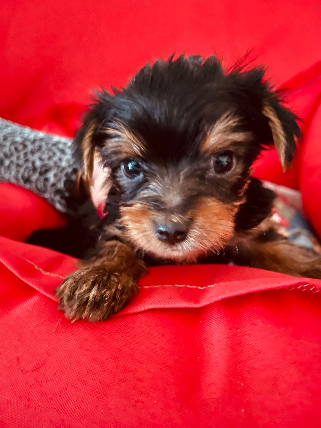 du Domaine Des Albizzias - Chiots disponibles - Yorkshire Terrier