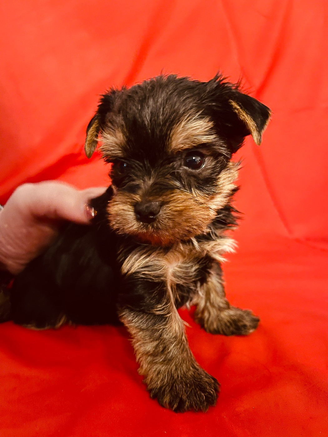 du Domaine Des Albizzias - Chiots disponibles - Yorkshire Terrier
