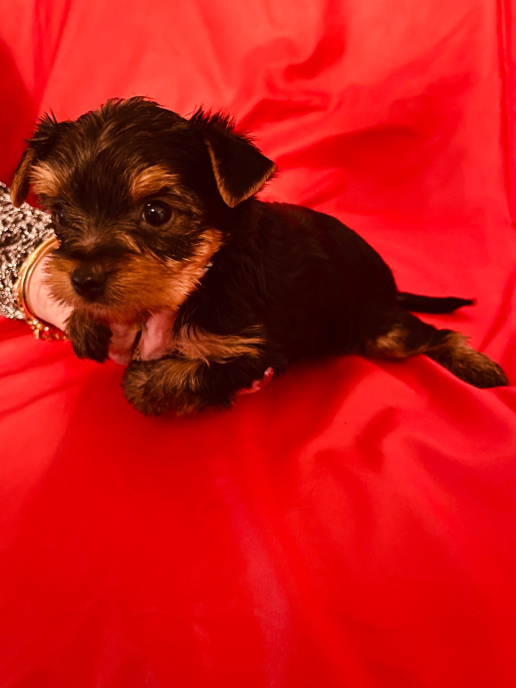 du Domaine Des Albizzias - Chiots disponibles - Yorkshire Terrier