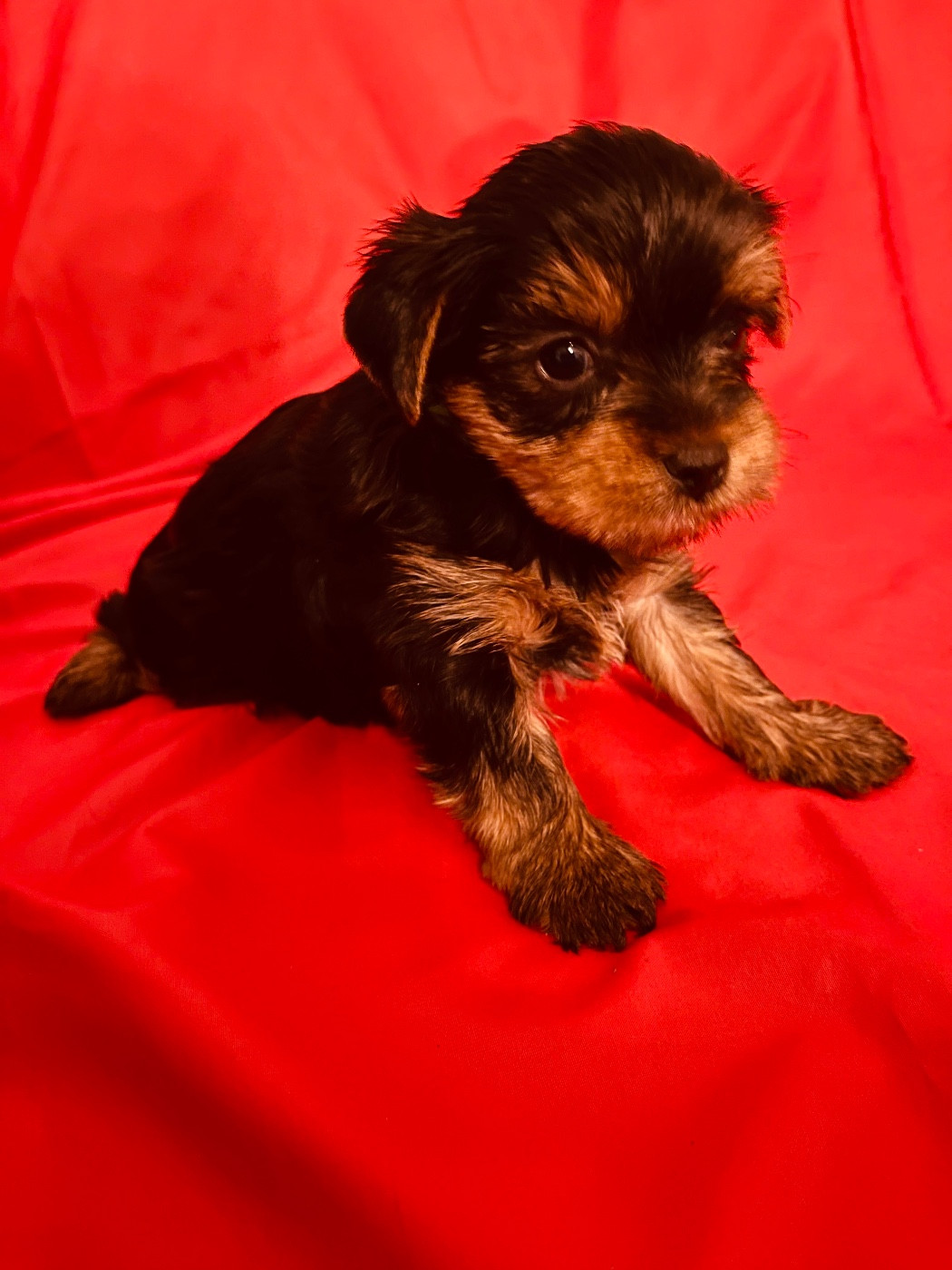 du Domaine Des Albizzias - Chiots disponibles - Yorkshire Terrier