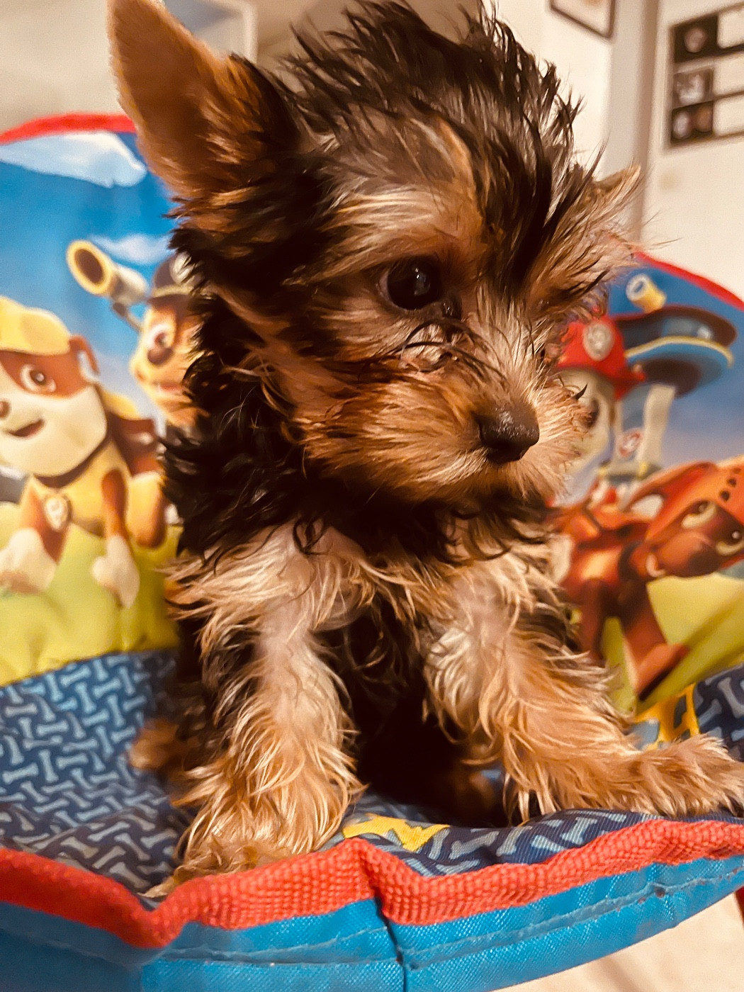 du Domaine Des Albizzias - Chiots disponibles - Yorkshire Terrier