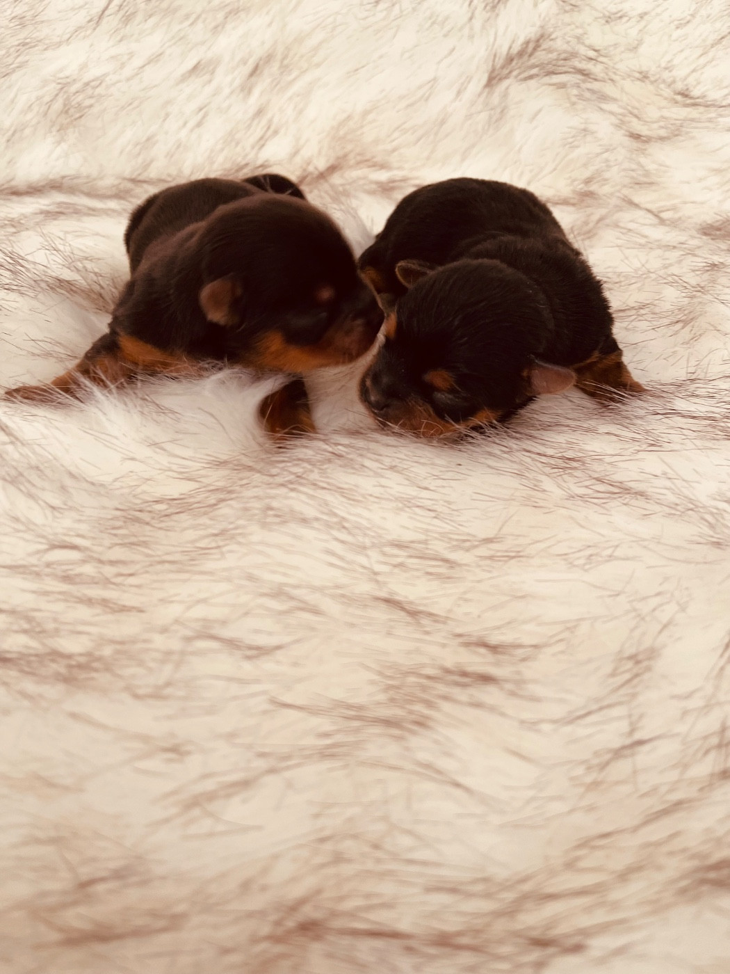 du Domaine Des Albizzias - Yorkshire Terrier - Portée née le 24/02/2026