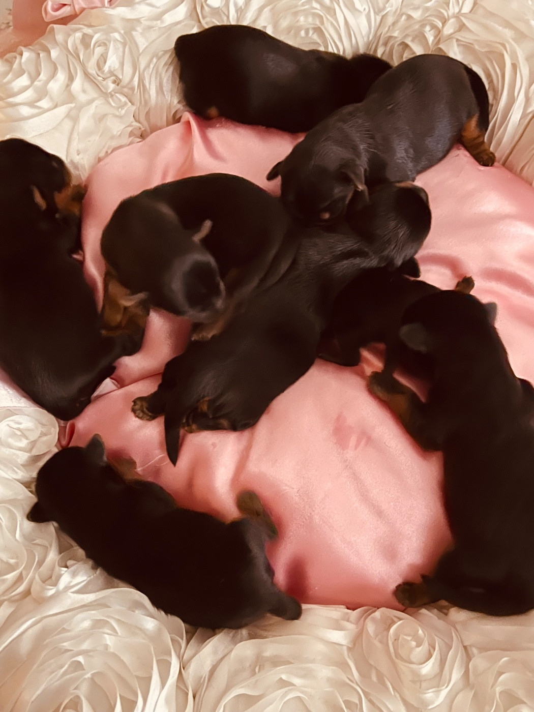 Chiot Yorkshire Terrier du Domaine Des Albizzias