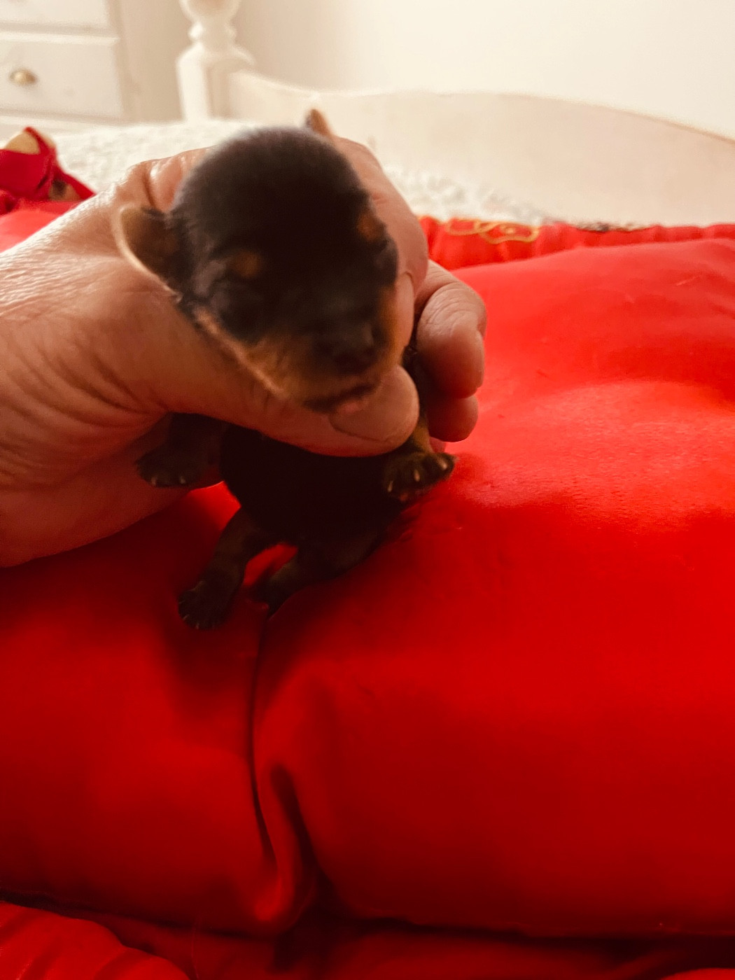 du Domaine Des Albizzias - Chiots disponibles - Yorkshire Terrier