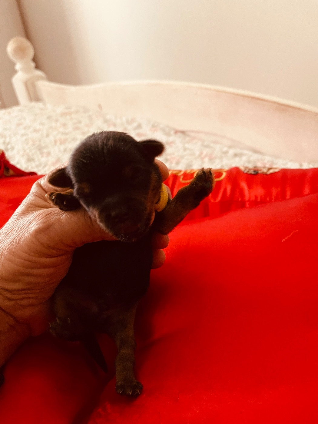 du Domaine Des Albizzias - Chiots disponibles - Yorkshire Terrier