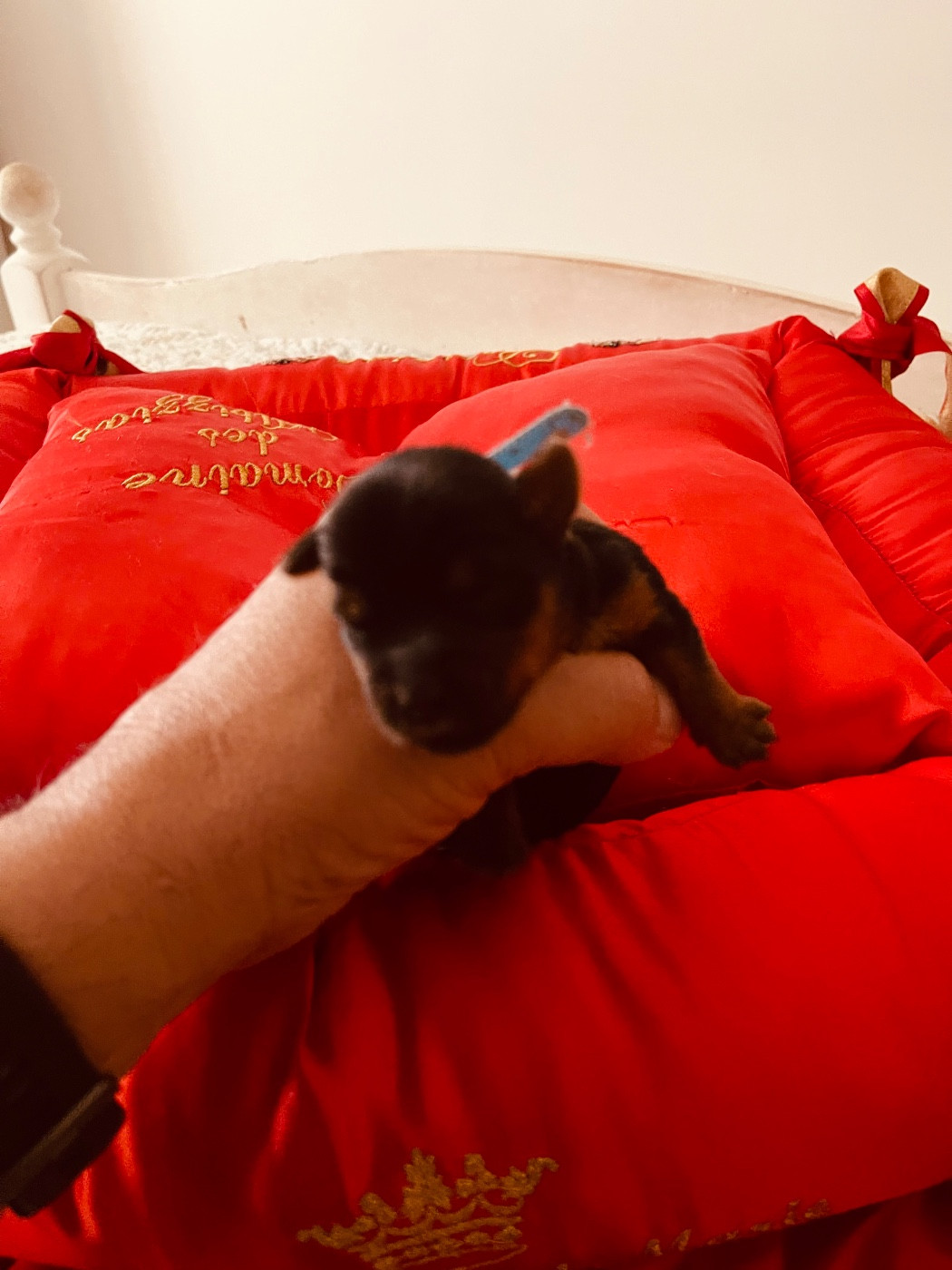 du Domaine Des Albizzias - Chiots disponibles - Yorkshire Terrier