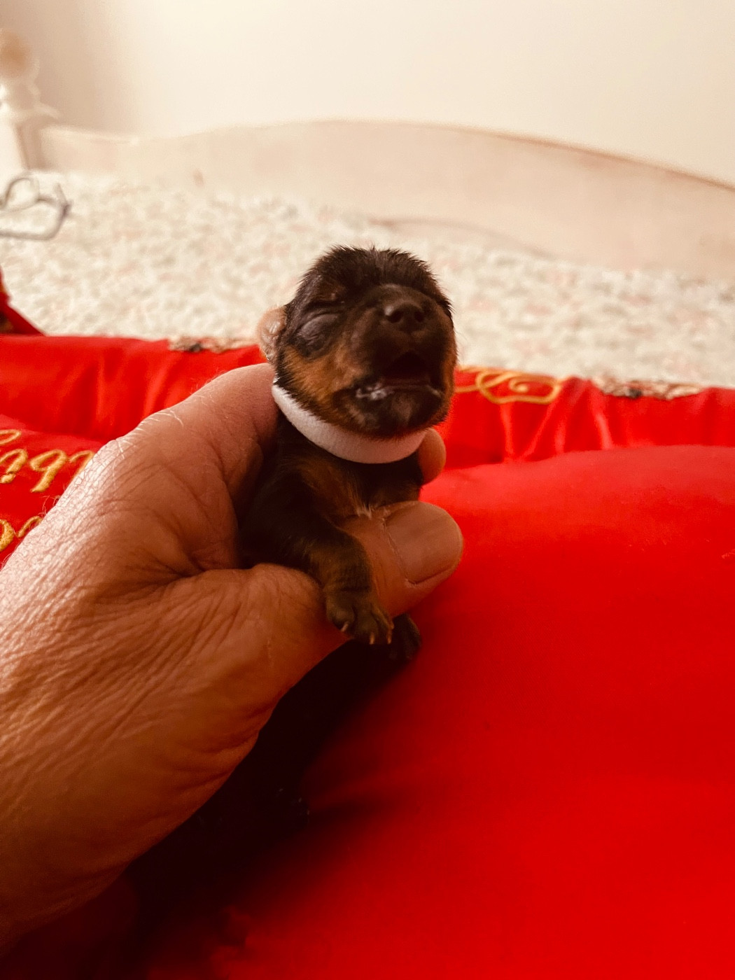 du Domaine Des Albizzias - Chiots disponibles - Yorkshire Terrier