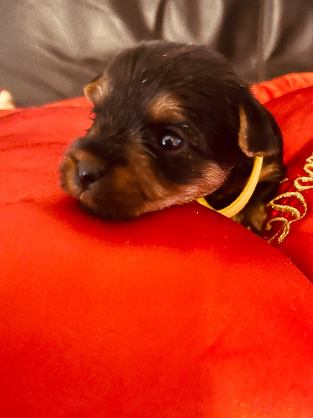 du Domaine Des Albizzias - Chiots disponibles - Yorkshire Terrier