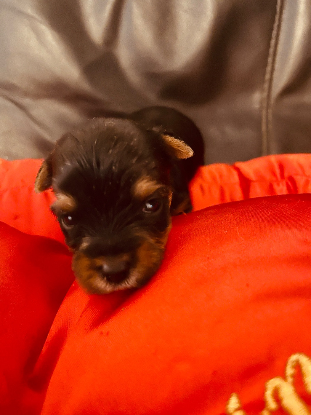 du Domaine Des Albizzias - Chiots disponibles - Yorkshire Terrier