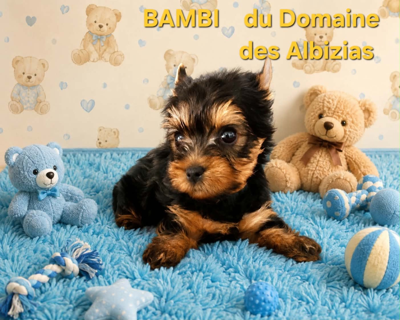 du Domaine Des Albizzias - Chiots disponibles - Yorkshire Terrier