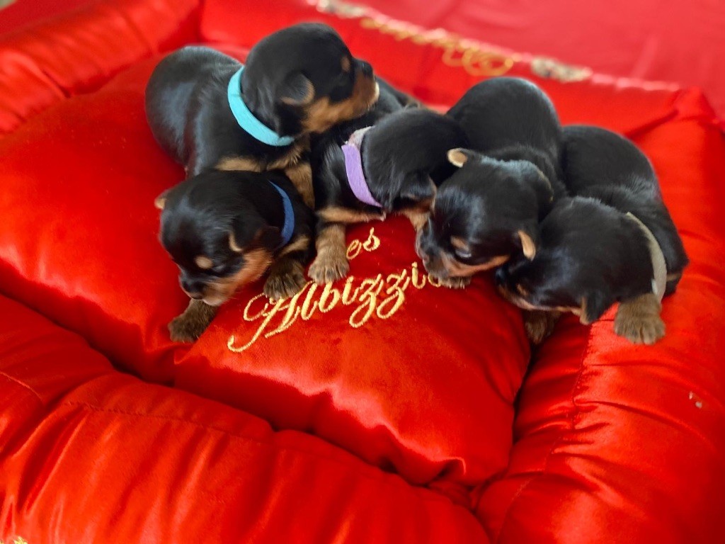 Chiot Yorkshire Terrier du Domaine Des Albizzias