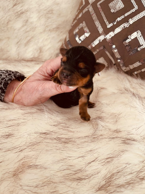 Chiot N°1BRIGITTE. Initiale B.B .