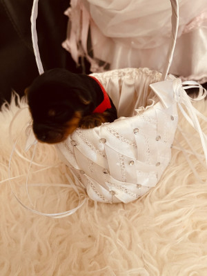 Chiot N°7