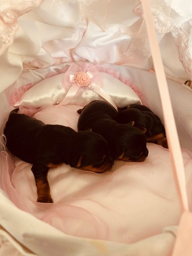 Chiot Yorkshire Terrier du Domaine Des Albizzias