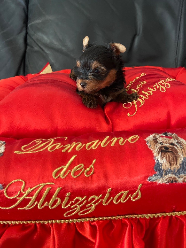du Domaine Des Albizzias - Chiots disponibles - Yorkshire Terrier